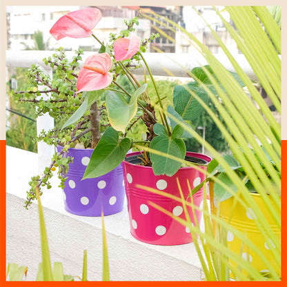 RUI Hanging Metal Pot Holders / Planters for Home / Balcony / Garden | Baby Blue - Set of 5
